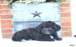 Toy Poodle dogs for sale: Kassia - Image 5