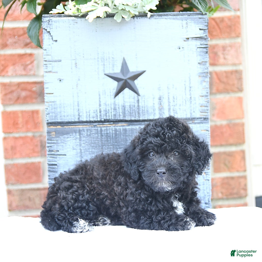 Toy Poodle dogs for sale: Kassia - Image 5