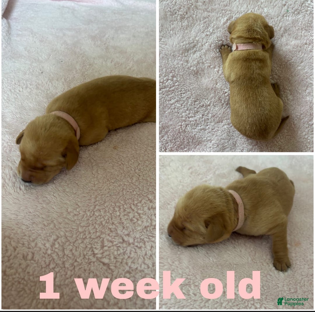 Labrador Retriever dogs for sale: Marie - Image 1