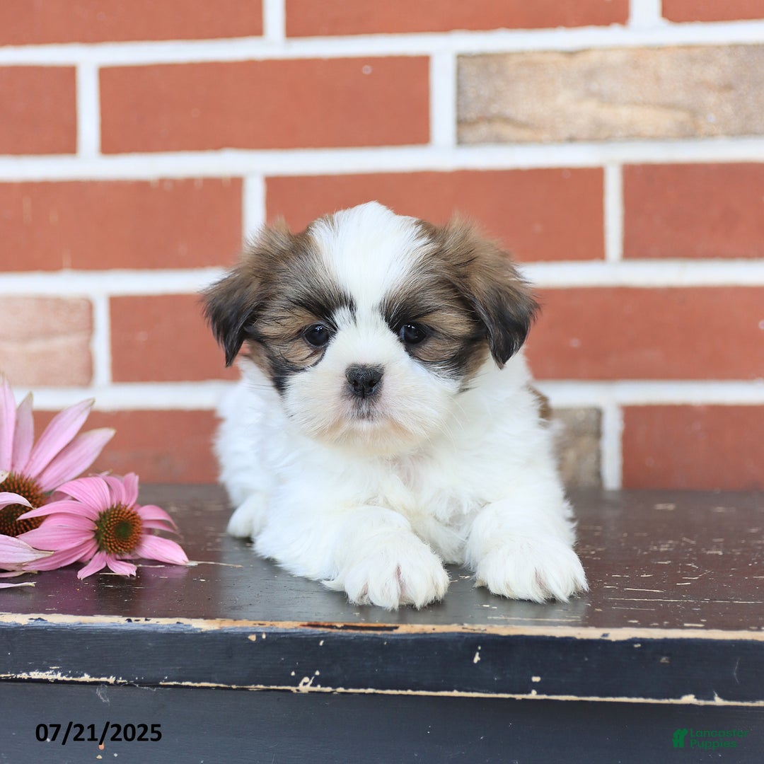 Shih Tzu dogs for sale: Dora - Image 4
