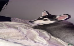 Gerberian Shepsky dogs for sale: Stormy - Image 5
