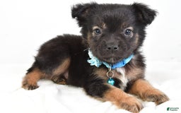 French Bulldog dogs for sale: Clifford - Image 9