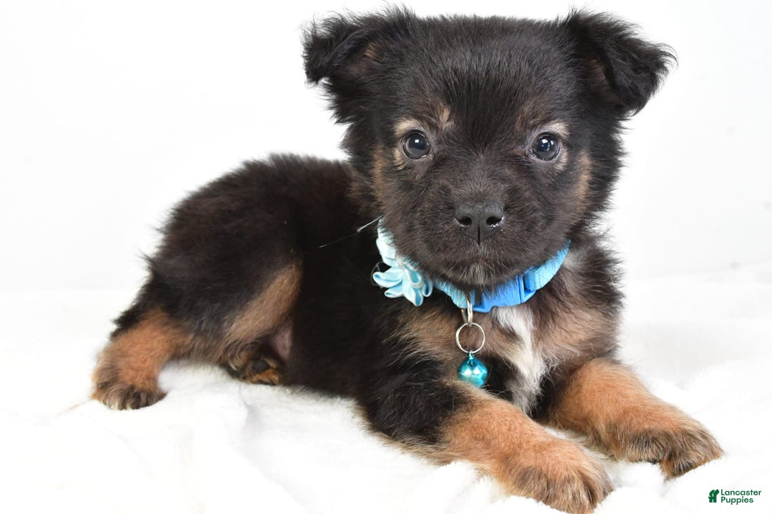 French Bulldog dogs for sale: Clifford - Image 9