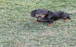 Miniature Dachshund dogs for sale: George - Image 3