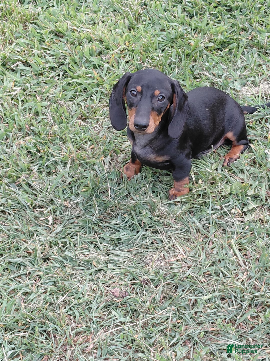 Miniature Dachshund dogs for sale: George - Image 3
