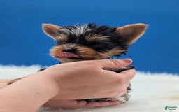 Yorkshire Terrier dogs for sale: Dodge - Image 2