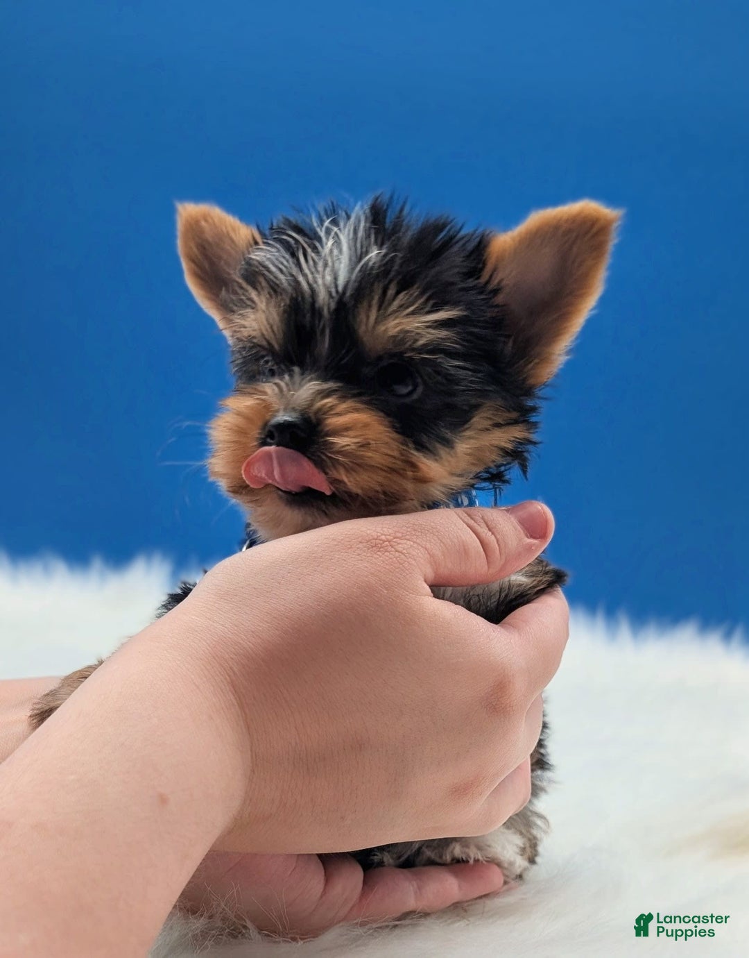 Yorkshire Terrier dogs for sale: Dodge - Image 2