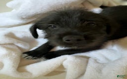 Shiba Inu dogs for sale: Toes - Image 1