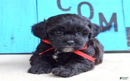 Shihpoo dogs for sale: Sammy - Image 1