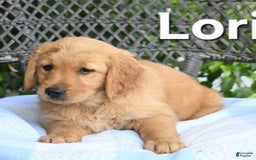 Golden Retriever dogs for sale: Lori - Image 1