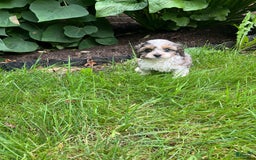 Cavapoo dogs for sale: Daisy - Image 9