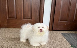 Lhasa Apso dogs for sale: Honey - Image 6