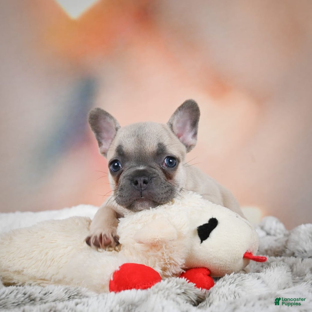 French Bulldog dogs for sale: Daisy - Image 5