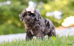 Cockapoo dogs for sale: Indy - Image 2