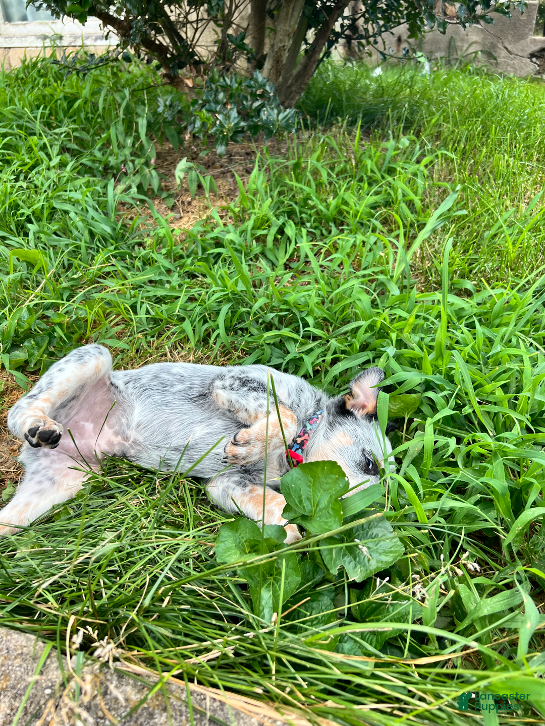 Australian Cattle Dog dogs for sale: Australian Cattle Dog 5 puppies - Image 2