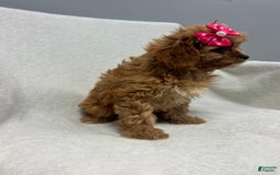 Cavapoo dogs for sale: Bella - Image 2