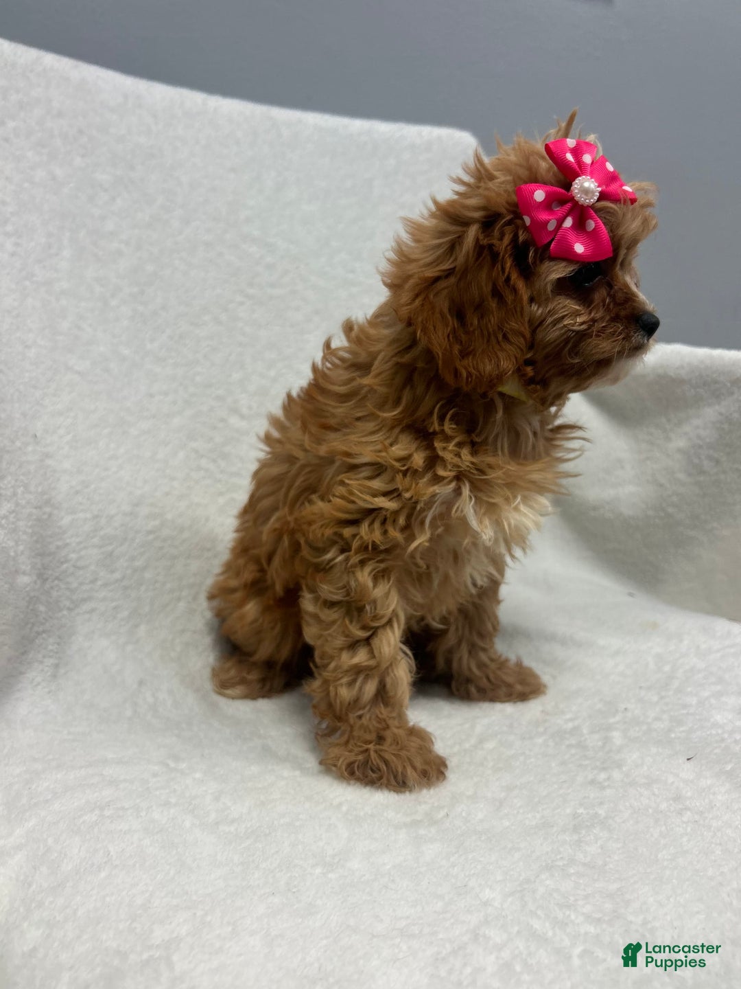 Cavapoo dogs for sale: Bella - Image 2