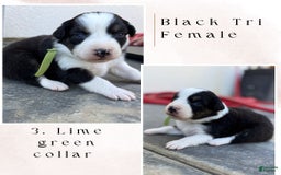 Australian Shepherd dogs for sale: Lime Green Collar - Image 1
