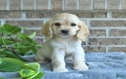 Cocker Spaniel dogs for sale: Jip - Image 3