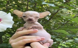 Chihuahua dogs for sale: Trumpette - Image 6