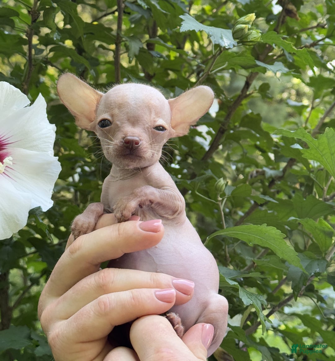 Chihuahua dogs for sale: Trumpette - Image 6
