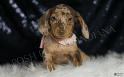 Miniature Dachshund dogs for sale: Gypsy - Image 1