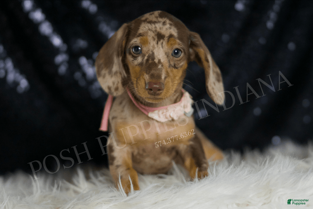 Miniature Dachshund dogs for sale: Gypsy - Image 1