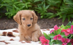 Miniature Dachshund dogs for sale: Teddy - Image 6