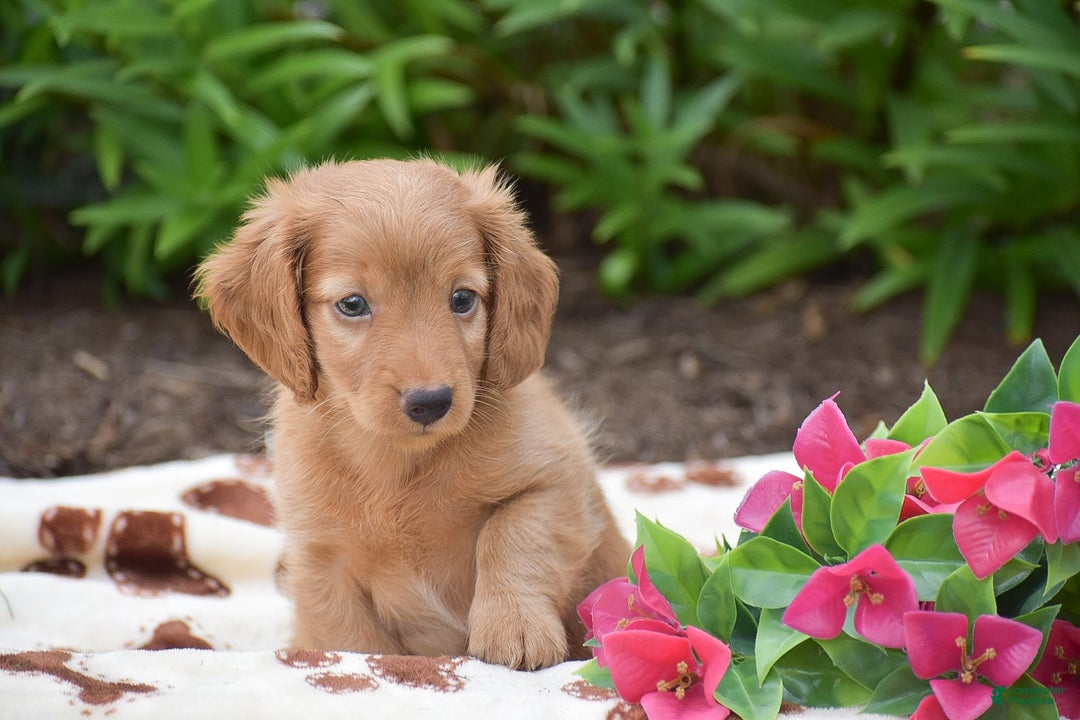Miniature Dachshund dogs for sale: Teddy - Image 6