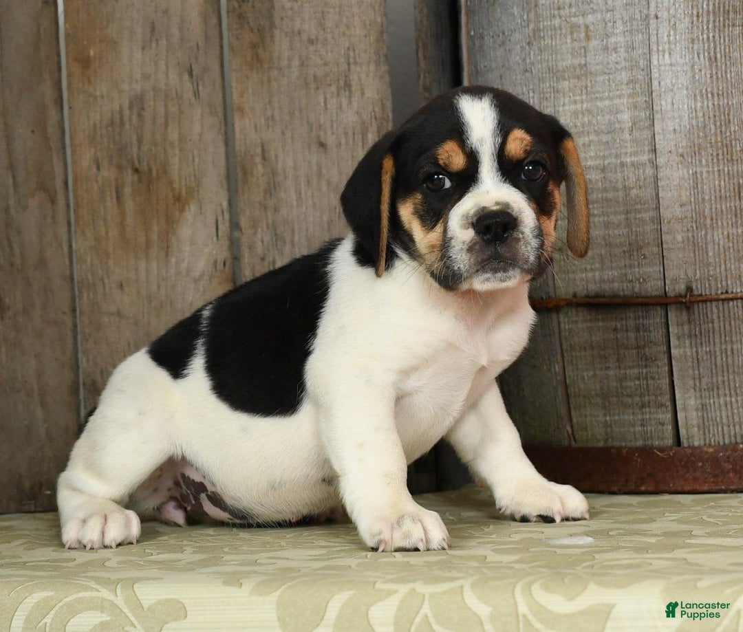Beabull dogs for sale: Wynona - Image 4