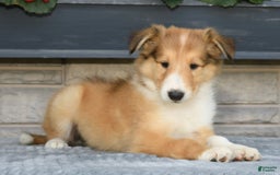Collie dogs for sale: Paul - Image 9