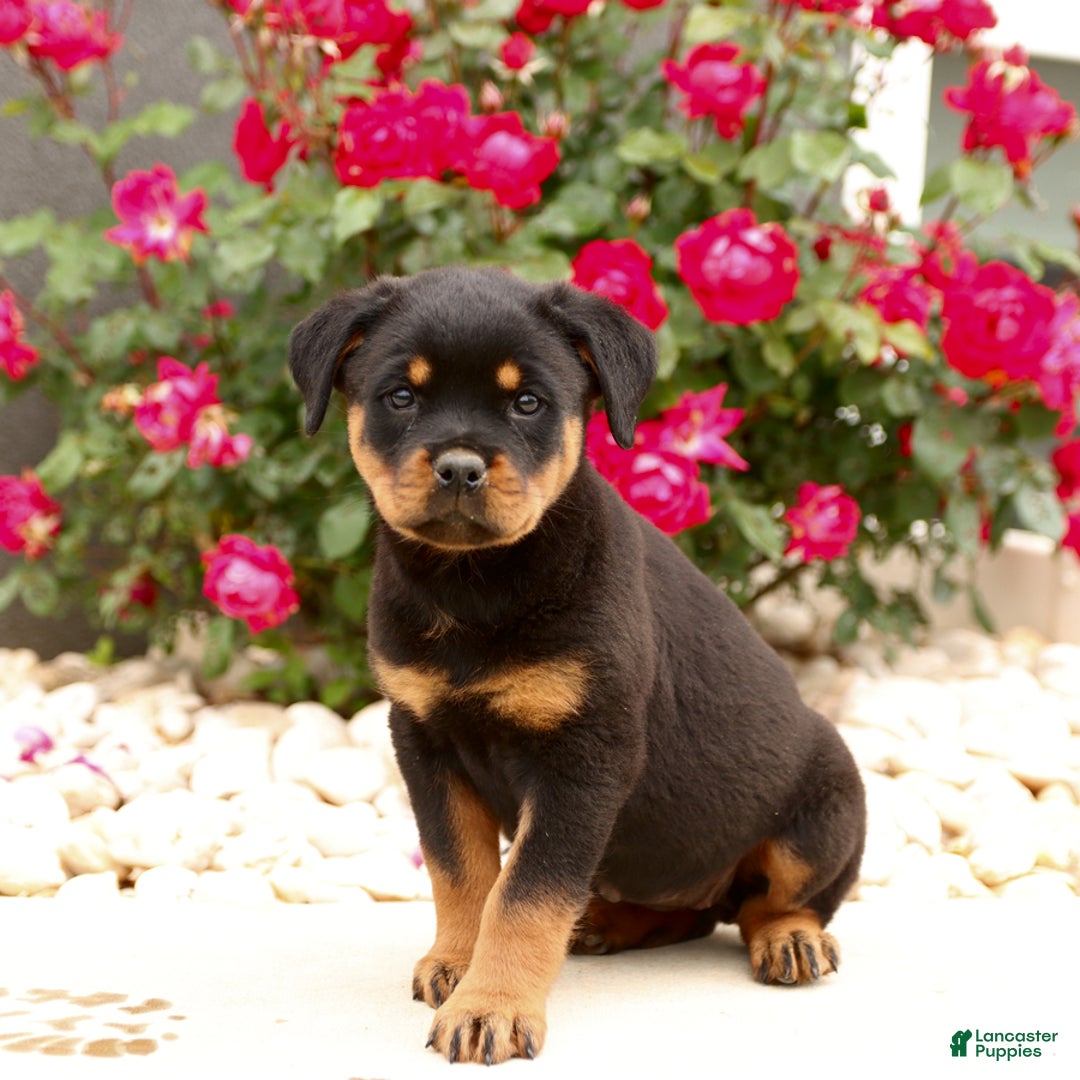 Rottweiler dogs for sale: Ivy - Image 5