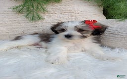 Teddy Bear dogs for sale: Leo - Image 4