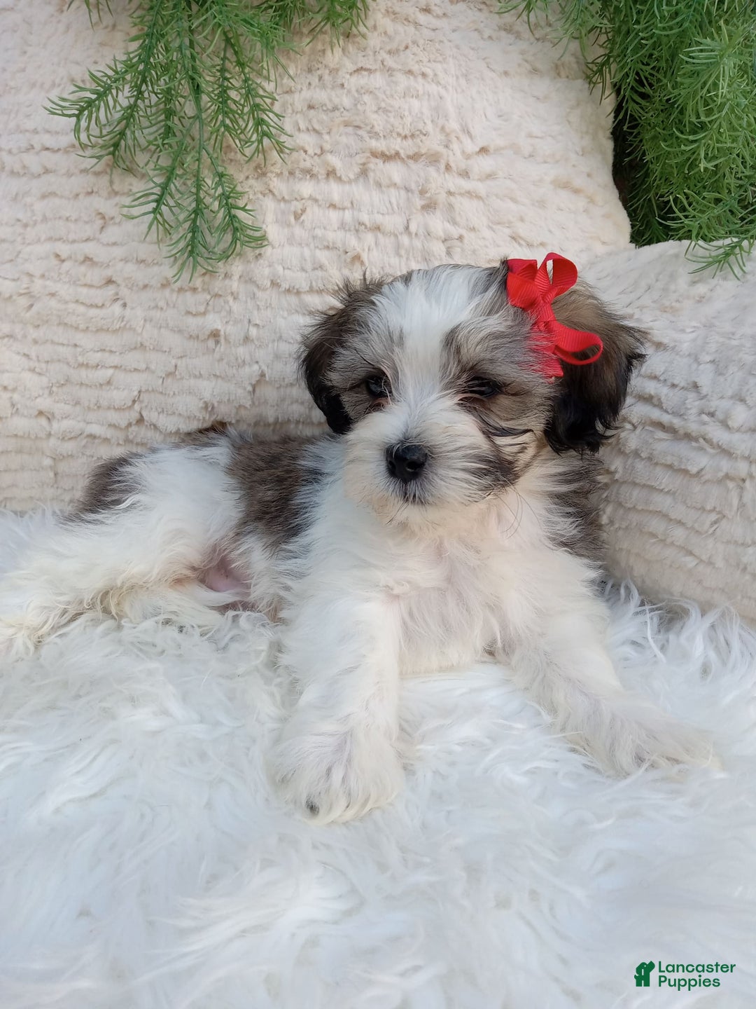Teddy Bear dogs for sale: Leo - Image 4
