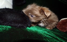 Shih Tzu dogs for sale: Tiny Jasper - Image 10