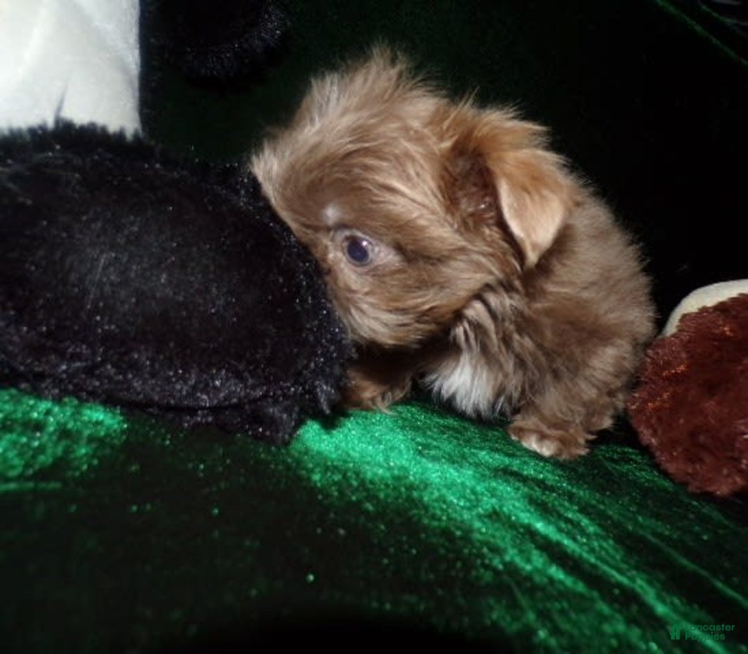 Shih Tzu dogs for sale: Tiny Jasper - Image 10