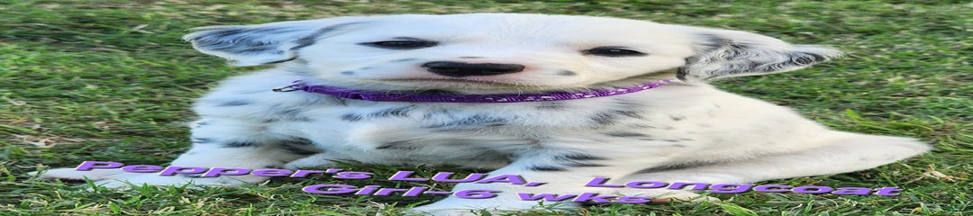 Peppers Purple Girl