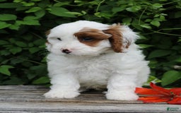 Cavapoo dogs for sale: Max - Image 4