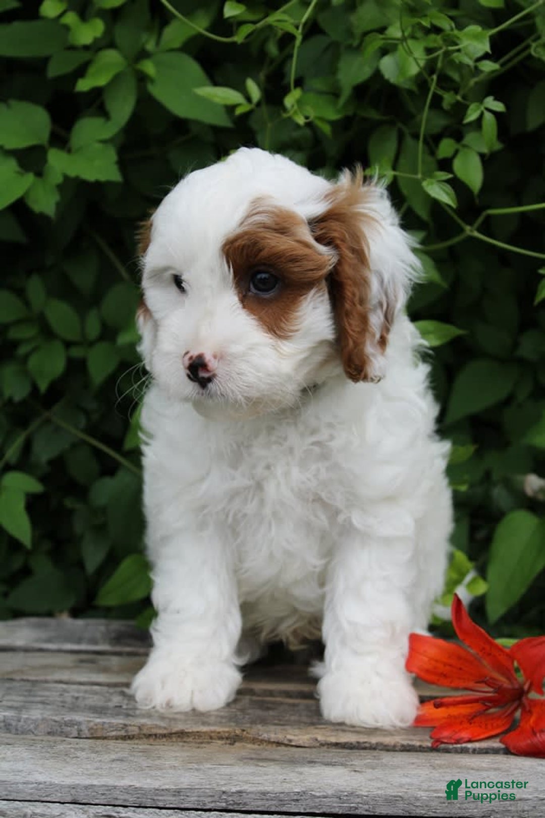 Cavapoo dogs for sale: Max - Image 4