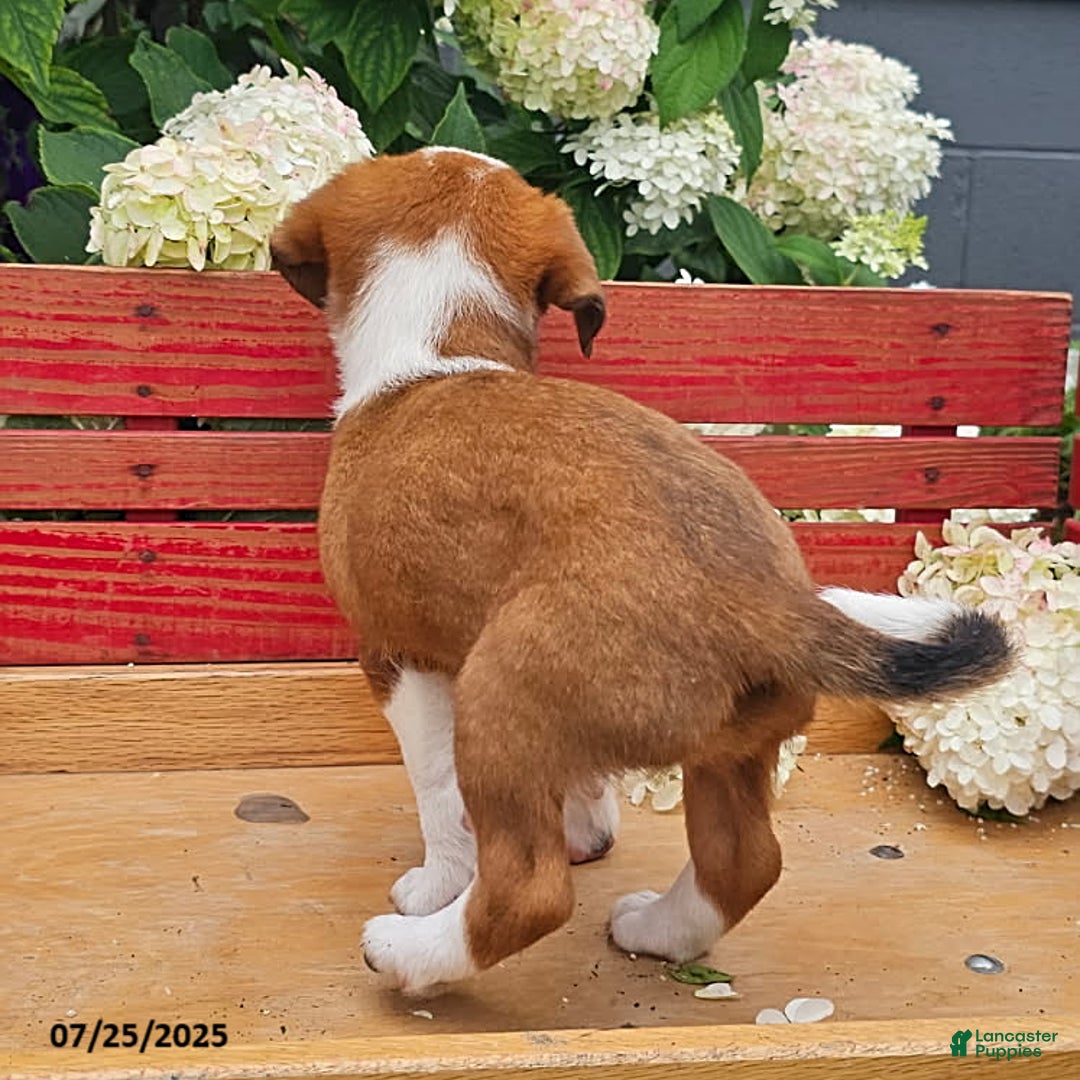 Jack Russell Terrier dogs for sale: Teresa - Image 6