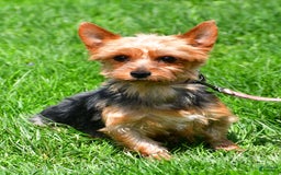 Morkie dogs for sale: Allie - Image 9
