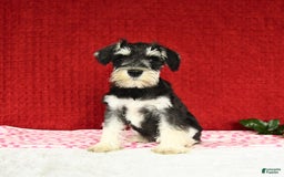 Miniature Schnauzer dogs for sale: Malenna - Image 4