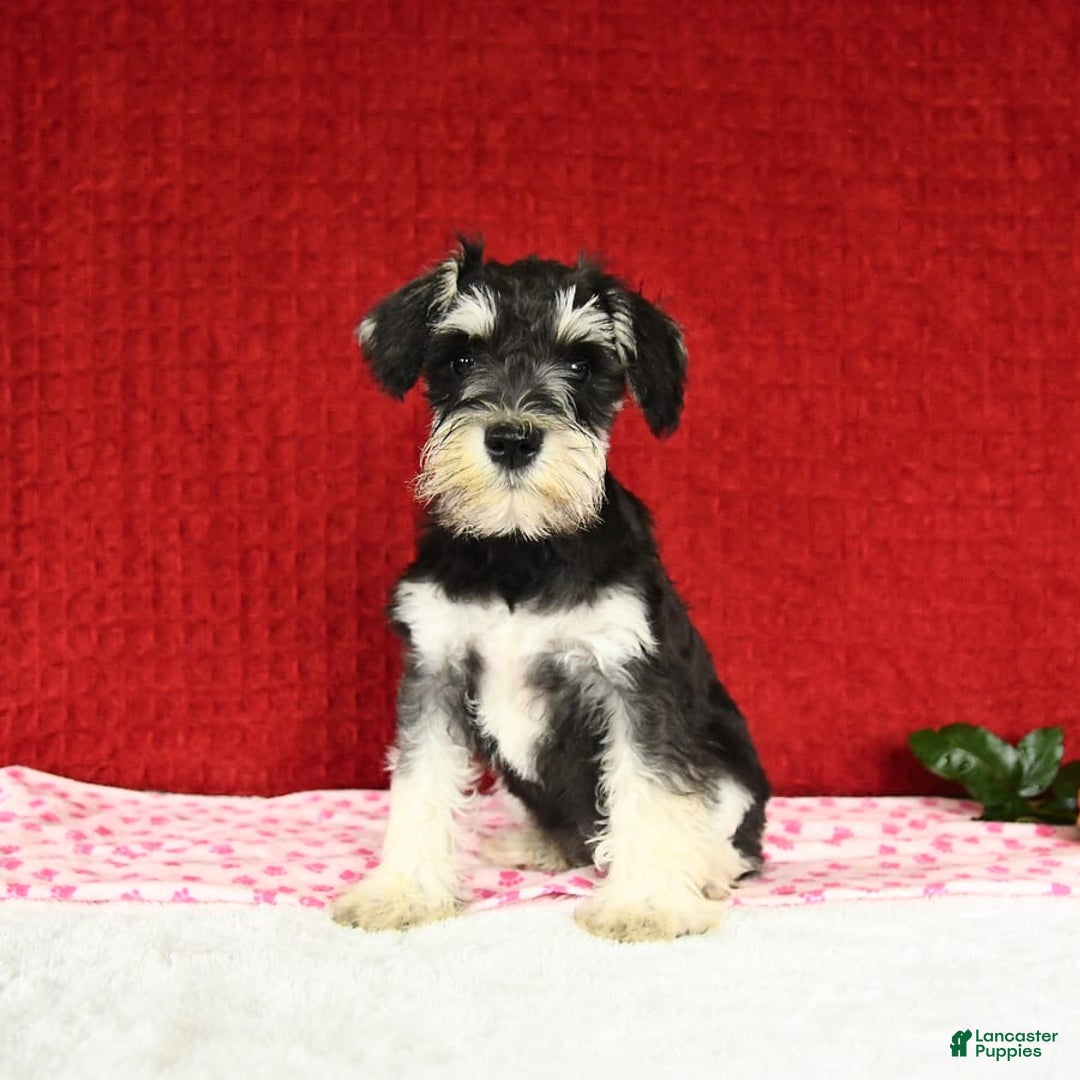 Miniature Schnauzer dogs for sale: Malenna - Image 4