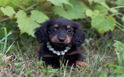 Miniature Dachshund dogs for sale: Datson - Image 2
