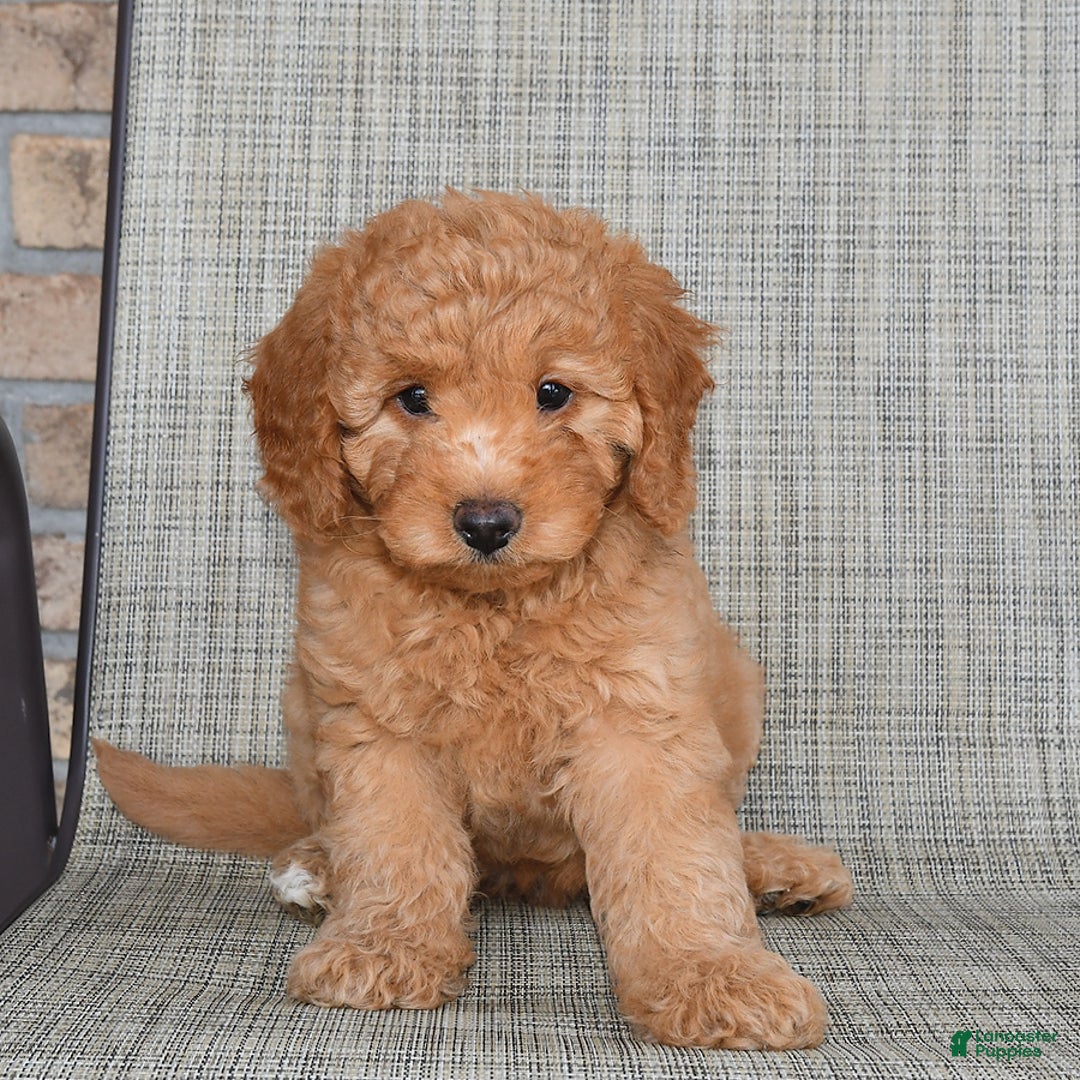 Mini Goldendoodle dogs for sale: June - Image 4