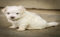Maltese dogs for sale: Ash - Image 5