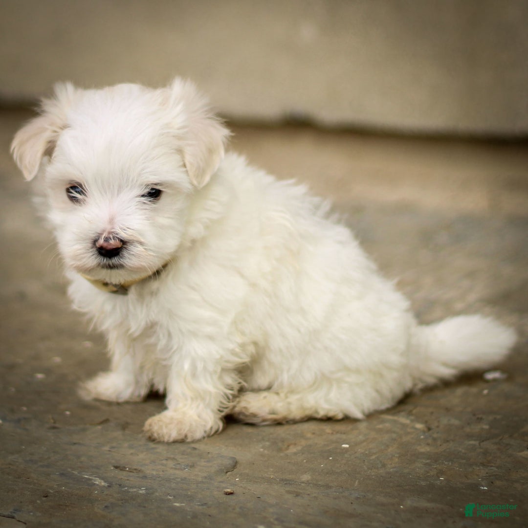 Maltese dogs for sale: Ash - Image 5