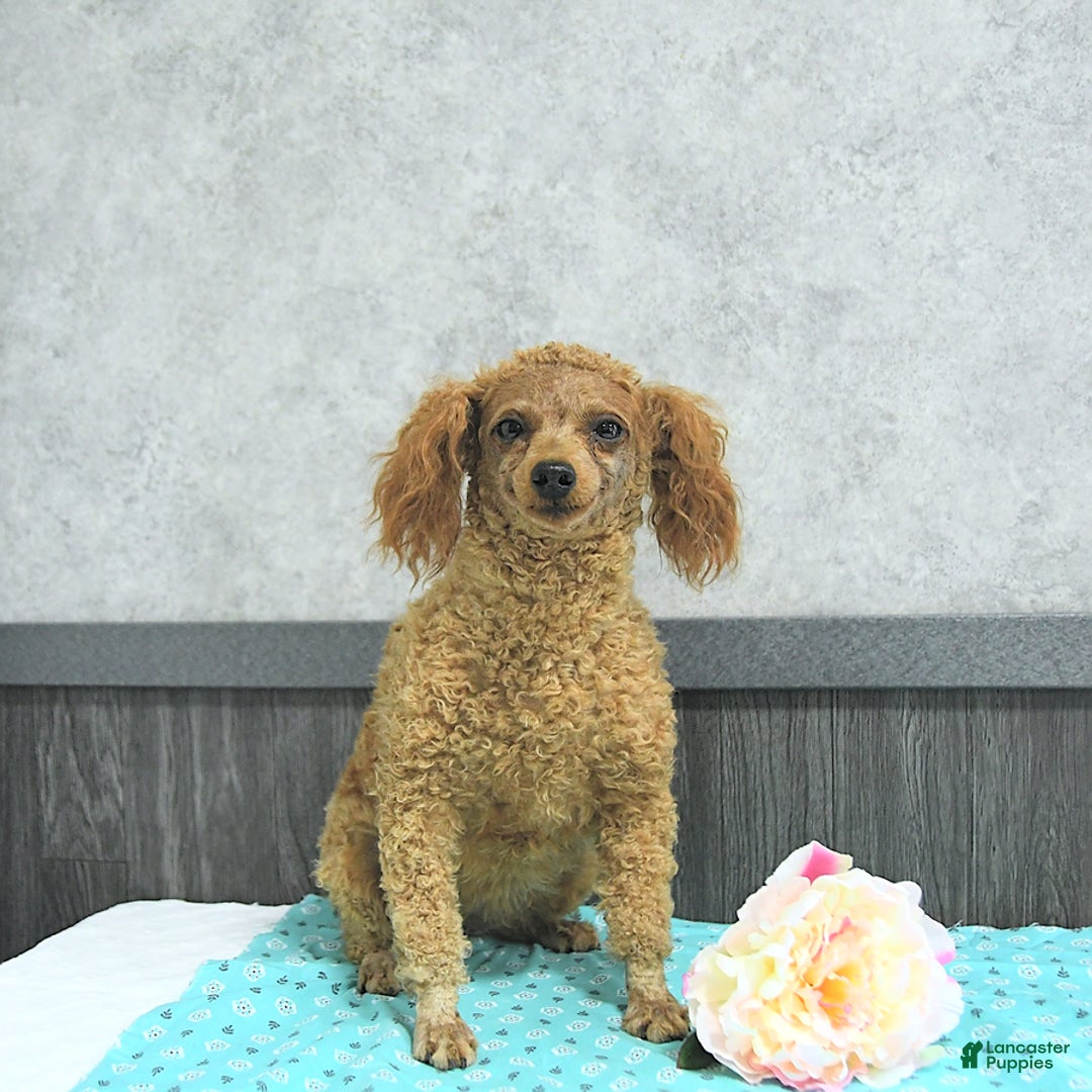 Maltipoo dogs for sale: Bella Extra Small - Image 21