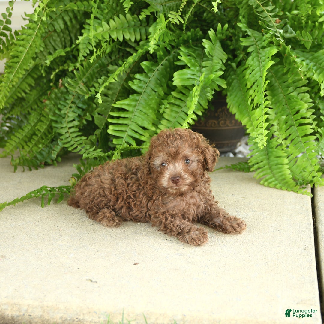 Toy Poodle dogs for sale: Ivy - Image 5