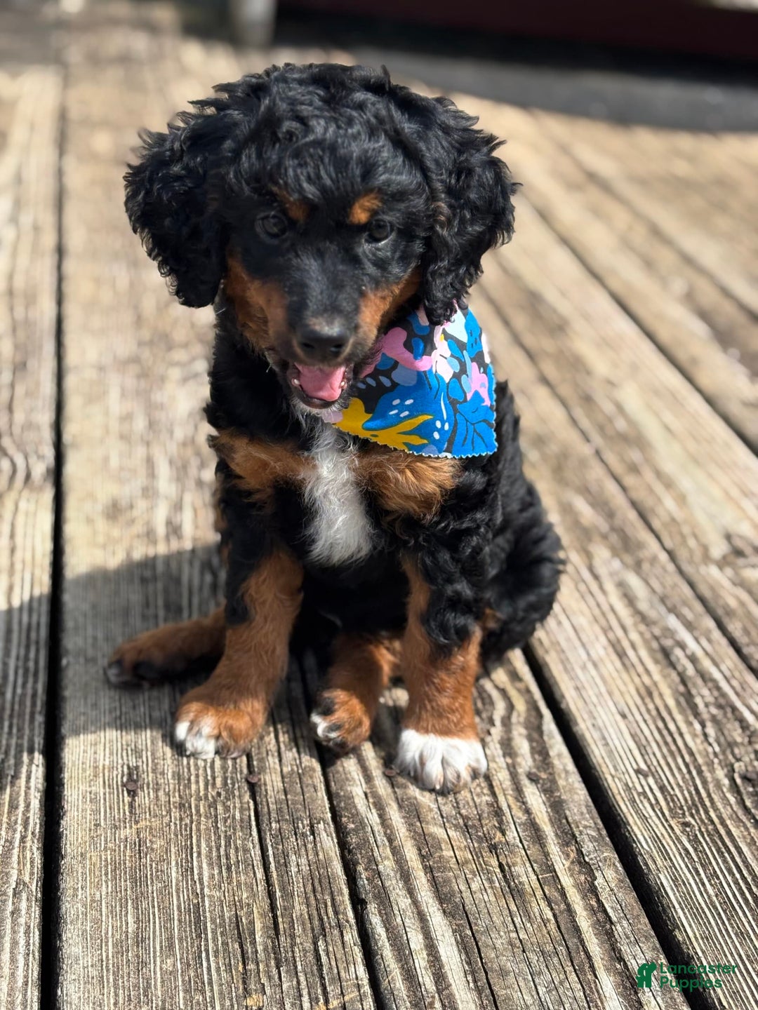 Aussiedoodle dogs for sale: Enola - Image 5